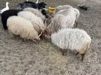 Kambing jantan, Racka sheep — foto 3
