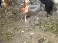 Chickens — تصویر 4
