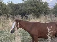 Kůň, Tiger horse — foto 8