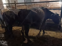 Ko, Simmental cattle — foto 2