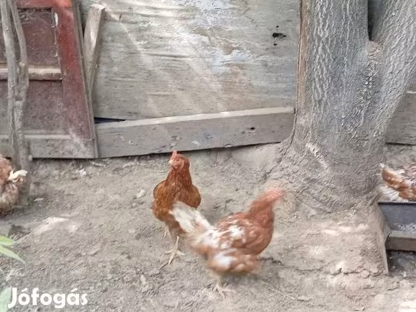 Chickens
