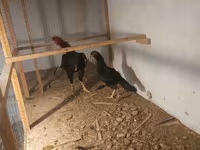 Chickens — zdjęcie 3