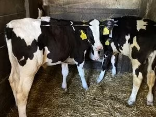 Bull, Holstein breed