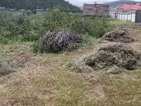 Хадсан нарийн өвс — foto 5