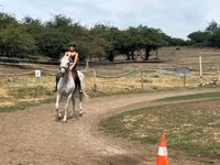 Merrie, Hungarian horse breed — foto 2