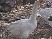 Geese — fotografija 2