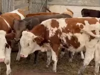 Toro, Simmental cattle — foto 4