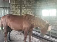 Kůň, Kustanai horse — foto 3