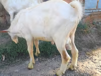Ged, Beetal goats — foto 6