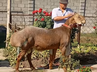 Beran, Arashan sheep — foto 1