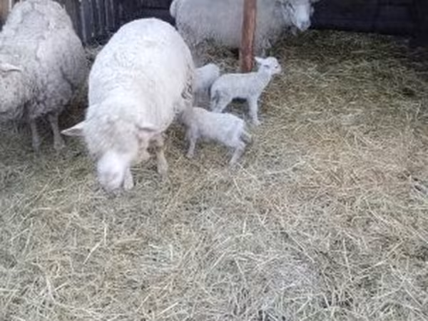 母羊, Merino sheep