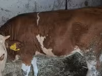 Bou, Bovine — foto 4
