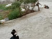 გერმანული პეკინი — ფოტო 6