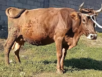 วัวตัวเมีย, Swiss cattle — รูปภาพ 3