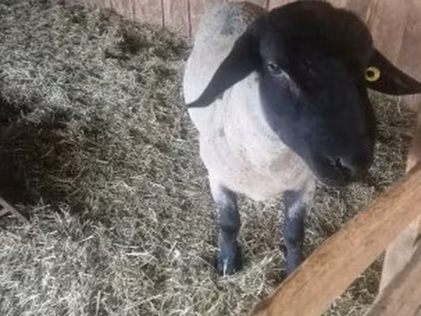 公羊, White Suffolk sheep