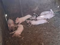 Sow, Pigs — photo 2