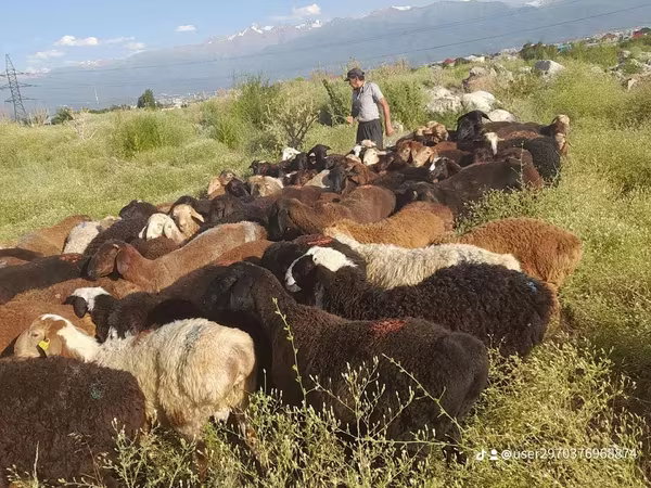 Ram, Sheep