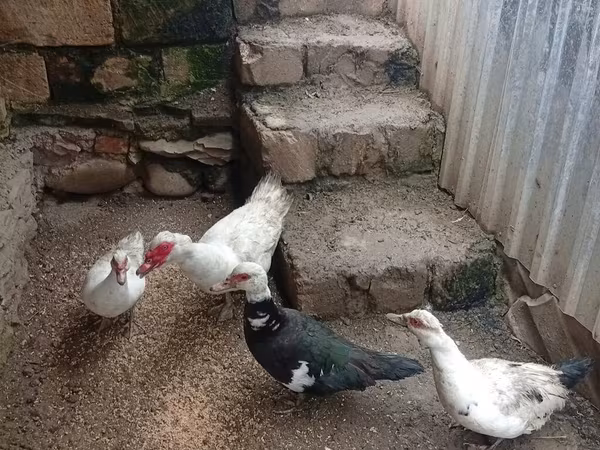 Ducks