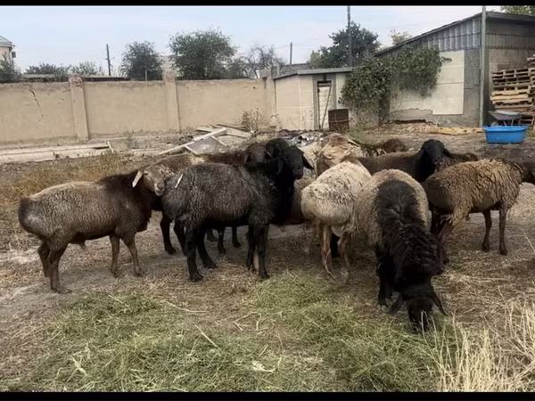 Beran, Edilbay sheep