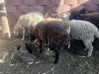 Cavallo, Cavalli — foto 4
