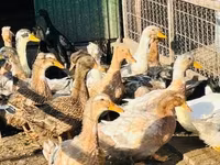 Ducks — foto 3
