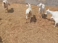 بز ماده, Toggenburg goat — عکس 8