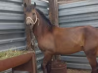 Cal, Kazakh horse — foto 6