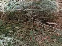 Vind baloti de lucerna70\ 40 lei  ,griu 3.5 lei/kg. fin40 lei — عکس 4