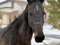 Kanca, Akhal-Teke — 5. fotó