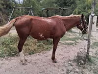Жребец, Kazakh horse — снимка 3