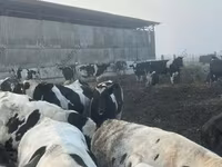 Stier, Runderen — foto 7