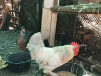 Chickens — 사진 1