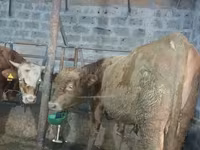 Lembu jantan, Cattle — foto 1