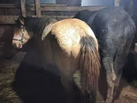 Caballo, Kazakh horse — foto 2