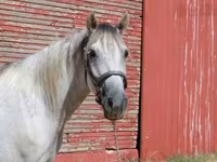 Cal, Tennessee Walking Horse — foto 4