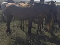 ม้าตัวเมีย, Mugalzhar horse — รูปภาพ 8