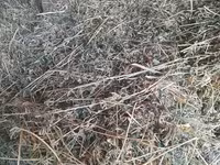 Lucernă buna — புகைப்படம் 1