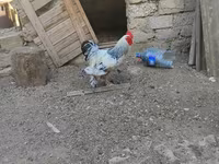 Brahma — foto 2