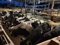Toro, Razza Holstein — foto 1