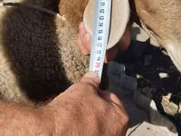 Kambing jantan, Sheep — foto 2