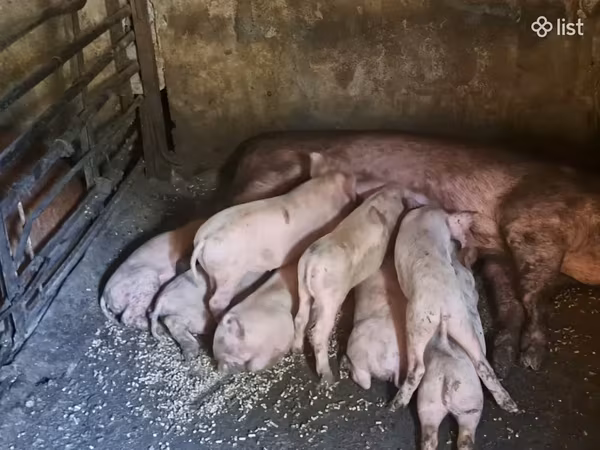 Sow, Pigs — Armenia
