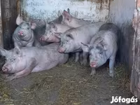 Säue, Schweine — Foto 3