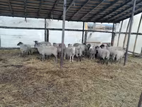 Ovan, Romanov sheep — fotografija 2