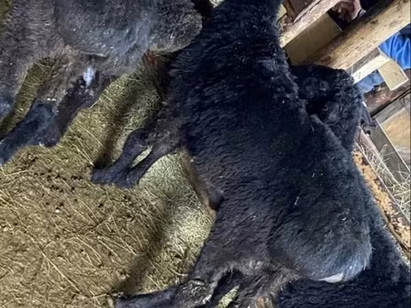 Kambing jantan, Sheep