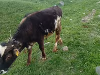 Lembu jantan, Cattle — foto 1