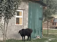 Ovca, Hissar sheep — fotografija 7