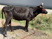 گاو ماده, گاو — عکس 2