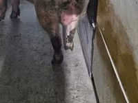 Eber, Schweine — Foto 3