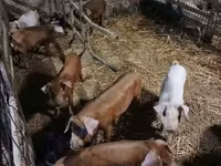 Schweine (Partie, Geschlecht nicht angegeben), Schweine — Foto 2