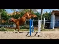 Cavallo, Hungarian horse breed — foto 3